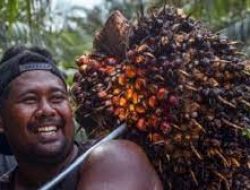 Larangan Ekspor Sawit Indonesia Sebabkan Harga Minyak Nabati Melonjak