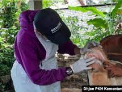 Kompensasi Bagi Peternak: Kunci Menanggulangi Penyakit Mulut dan Kaki