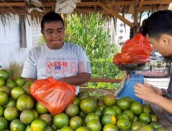 Penjual Jeruk Madu Susu Panen Untung saat Lebaran di Sambas