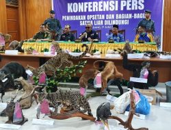 KLHK Tangkap Kolektor Satwa Langka Awetan Terbanyak di Indonesia