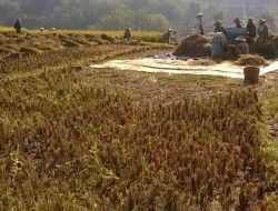 Jokowi Bersiap Hadapi Ancaman Krisis Pangan Global