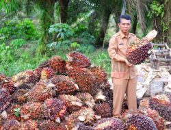 Harga TBS Sawit di Kalbar Turun Dampak Masih Penyesuaian Kebijakan Pemerintah