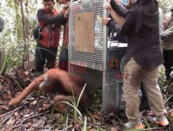 BKSDA Kalbar Lepasliarkan Satu Orangutan ke Hutan Lindung