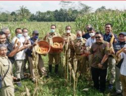 Produktivitas dan Laba Bersih Petani di Magelang Naik Berkat Teknologi Digital