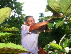 Tanaman Kratom, Obat-obatan Tradisional Kalimantan yang Diusulkan BNN sebagai Narkotika