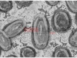 Waspada! Virus Cacar Monyet Telah Bermutasi Lebih Cepat