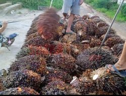 Harga TBS Sawit Anjlok Berdampak Perekonomian Petani di Sekadau