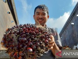 Harga TBS Sawit di Kalbar Tertinggi Rp2.733 per Kg