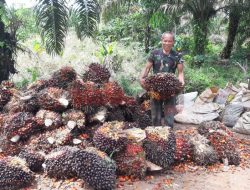 Harga TBS Sawit di Kalbar pada Juli 2022 Tertinggi Rp1.782, 22/Kg