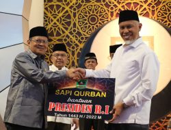 Pemprov Sumbar Salurkan Bantuan Sapi Qurban 52 Ekor, Diantaranya Hewan Qurban Presiden RI Seberat 864 Kilogram
