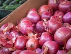 Jelang Idul Adha, Harga Bawang Merah di Kalbar Tembus Rp 60.000 Per Kilogram