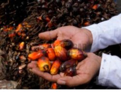 Harga Masih Anjlok, Petani Terpaksa Jual Buah Sawit ke Malaysia