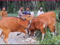 Warga Bukittinggi Gagal Kurban Gegara Ditipu Penjual, Ratusan Juta Melayang