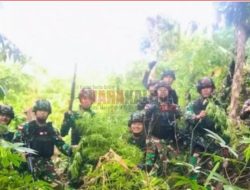 TNI Temukan Lima Hektare Ladang Ganja di Bumi Cenderawasih