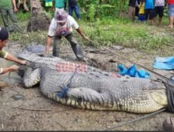 Ngeri, Empat Hari Dicari-cari, Jasad Baharuddin Ditemukan Di Perut Buaya!