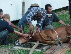 Pastikan Aman, Hewan Kurban Kemenkeu Wilayah 1 Kalbar Kantongi Surat Sehat