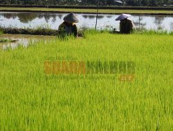 Program Food Estate Peluang untuk Merealisasikan Kemandirian Pangan Indonesia