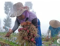 Koordinasi Perlu Ditingkatkan, agar Food Estate Berhasil