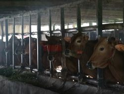 Harga Hewan Kurban di Kubu Raya Naik, Stok Aman