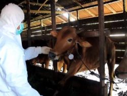 52 Persen Ternak di Kalbar Sembuh dari PMK