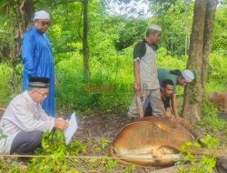 Warga BTN Bhayangkara Asri di Mempawah Sembelih Dua Ekor Sapi