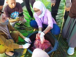 Petugas Temukan Jantung Sapi Hewan Kurban Terinfeksi PMK di Kubu Raya