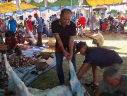 Desa Kinjil Pesisir Kurban 28 Ekor Sapi pada Idul Adha 1443 Hijriah
