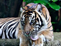 World Tiger Day: Menyelisik Kondisi Harimau Sumatera di Riau dan Sumbar
