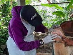 Penyakit Mulut dan Kaki Ternak Bayangi Iduladha di Tanah Air