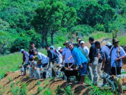 Tradisi Buru Babi Bisa Basmi Hama Tanaman dan Tingkatkan Ekonomi Masyarakat