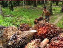 Peneliti Sebut Ekspor CPO Harus Ditingkatkan untuk Dongkrak Harga Sawit