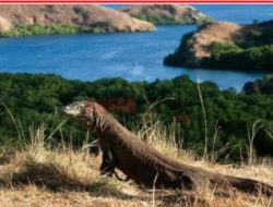 Pro Kontra Kenaikan Tarif Masuk Taman Nasional Komodo Jadi Rp 3,7 Juta: Antara Konservasi dan Ekonomi Warga