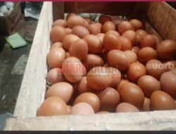 Harga Telur Ayam di Mataram Capai Rp 60 Ribu Per 30 Butir