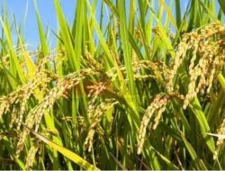 Indonesia Dinilai Layak Kantongi Penghargaan IRRI