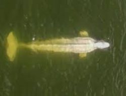 Paus Beluga yang Terdampar di Seine Prancis Tak Mau Makan