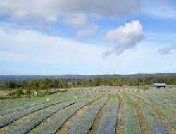 Food Estate di Lahan yang Sudah jadi Tuai Hasil Positif