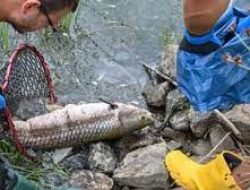 Penyebab Kematian Ikan Massal di Eropa Belum Diketahui