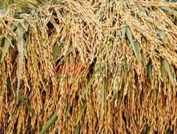 Produksi Padi Diyakini Kian Meningkat, Penghargaan IRRI Bisa Dipertahankan