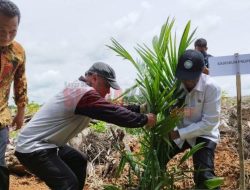Koperasi di Sekadau dapat Program Peremajaan Sawit Rakyat 100 Hektare