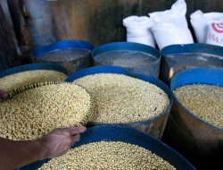 Kurangi Impor, Jokowi Dorong Petani Tanam Kedelai