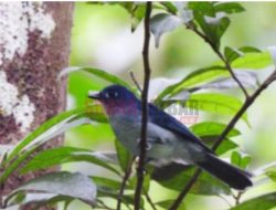Pulau Sangihe, Habitat Penting Bagi Burung di Sulawesi Utara yang Terancam Tambang Emas