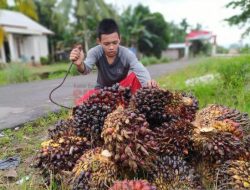 Harga TBS Sawit di Kalbar Tren Naik Tertinggi Rp2.357.55 per Kg
