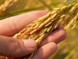 Tiga Jurus Mentan Pertahankan Keberlanjutan Produksi Pertanian RI
