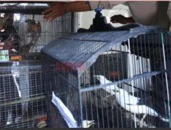 Terbongkar! Puluhan Satwa Dilindungi Asal Papua Diselundupkan Saat Sebrangi Lautan, Ada Kakak Tua Hingga Kasuari