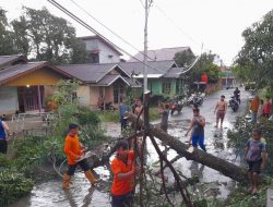 Angin Kencang di Sekadau Tumbangkan Pohon di Jalan Keramat