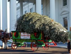 Ibu Negara AS Sambut Pohon Natal Gedung Putih