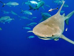 KTT Global Kehidupan Liar Setujui Perlindungan Hiu