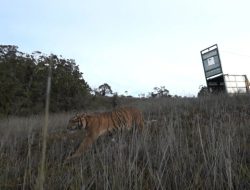 Harimau Sumatra “Bestie” Akhirnya Dilepasliarkan ke Habitatnya
