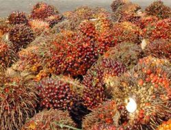 DPRD Sekadau:  Pemerintah  Agar Berupaya Tingkatkan Harga Komoditi Sawit