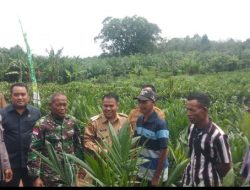 DPRD Sekadau Tegaskan Bantuan Bibit Sawit untuk di Tanam, Bukan Dijual